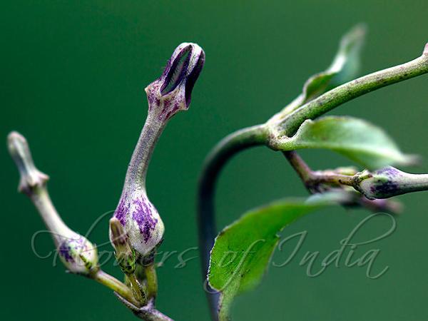Bulbous Ceropegia